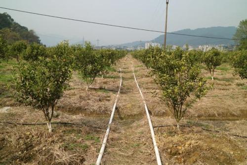 無土栽培，無土栽培技術(shù)，無土栽培設(shè)備